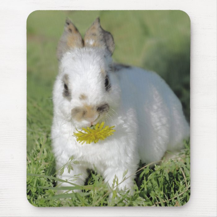 Baby Rabbit Eating Flower Mousepads