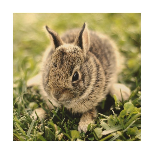 Baby Rabbit Wood Wall Decor (Front)