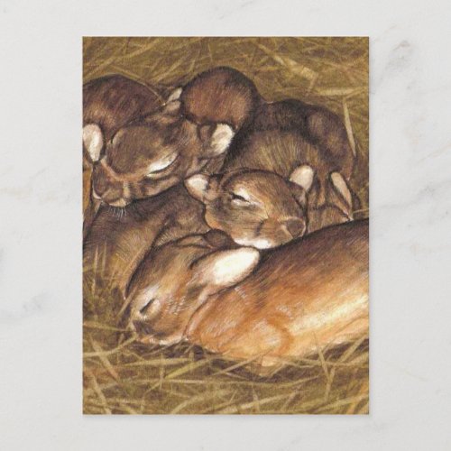 baby rabbits kits in nest art postcard