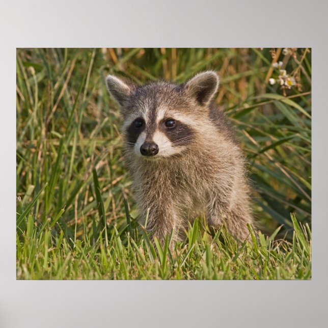 Baby Raccoon 2 Poster (Front)