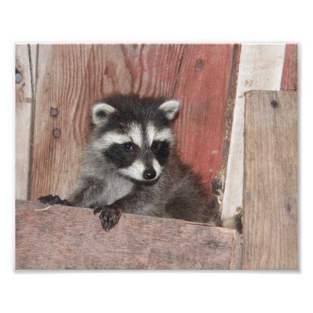Baby Raccoon Found in Barn Photo Print (Front)