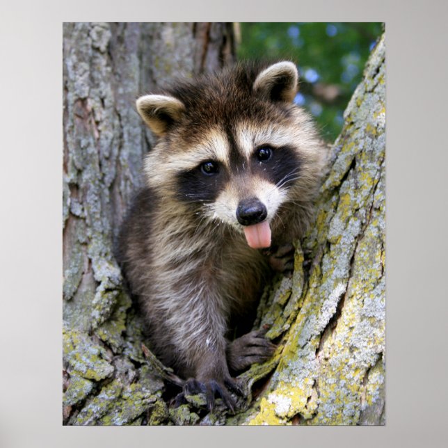 Baby Raccoon Poster (Front)