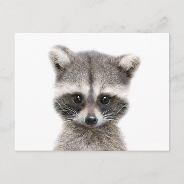 baby raccoon sayin hello. postcard (Front)