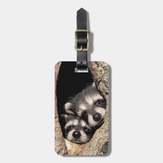 Baby raccoons in tree cavity Procyon Luggage Tag (Front Vertical)
