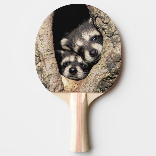 Baby raccoons in tree cavity Procyon Ping-Pong Paddle (Front)