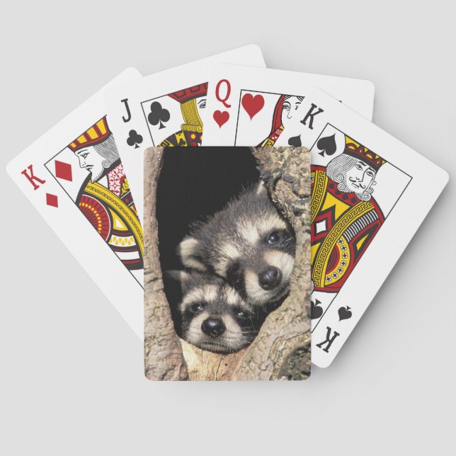Baby raccoons in tree cavity Procyon Poker Cards (Back)