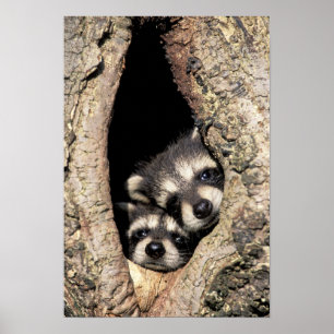 Baby raccoons in tree cavity Procyon Poster