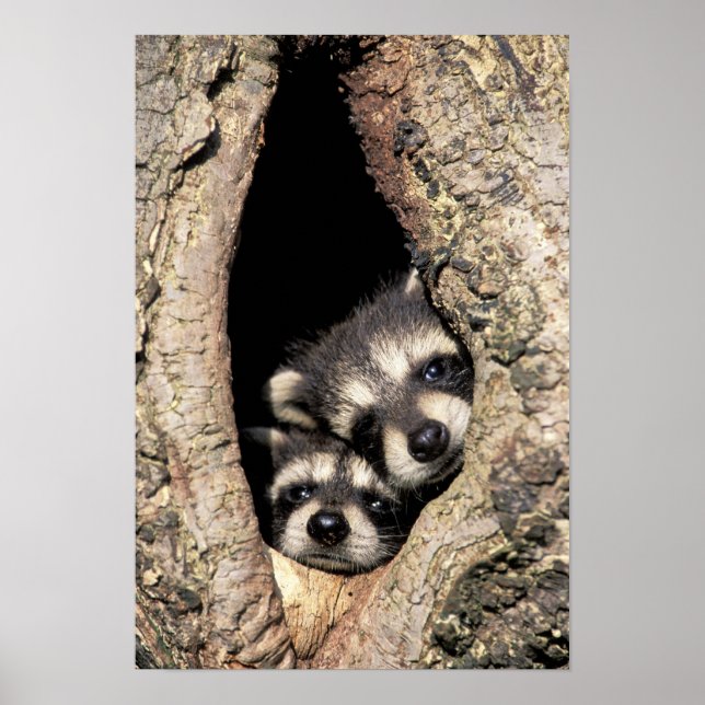 Baby raccoons in tree cavity Procyon Poster (Front)