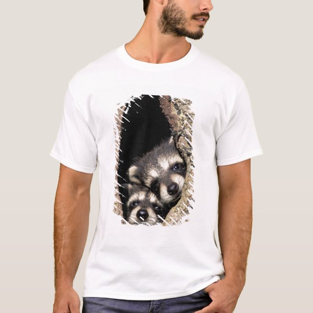Baby raccoons in tree cavity Procyon T-Shirt (Front)