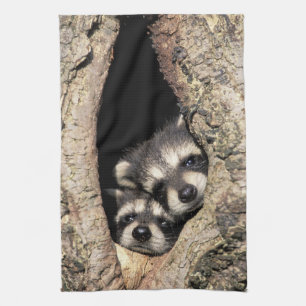 Baby raccoons in tree cavity Procyon Towel