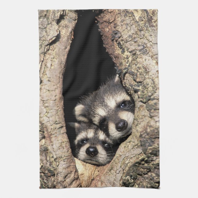 Baby raccoons in tree cavity Procyon Towel (Vertical)