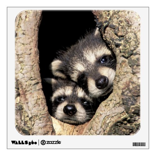 Baby raccoons in tree cavity Procyon Wall Sticker