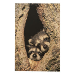 Baby raccoons in tree cavity Procyon Wood Wall Decor