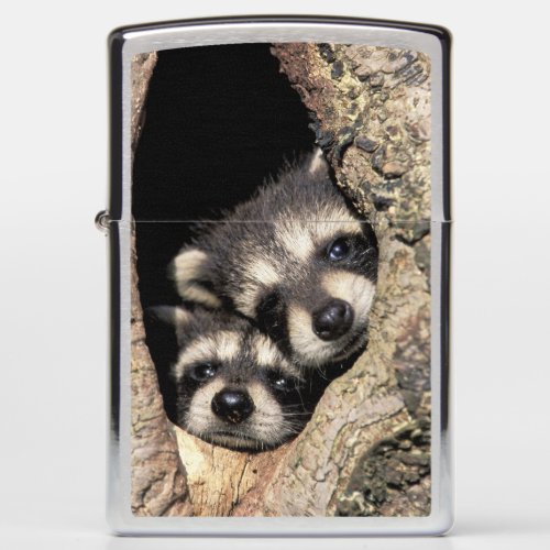 Baby raccoons in tree cavity Procyon Zippo Lighter