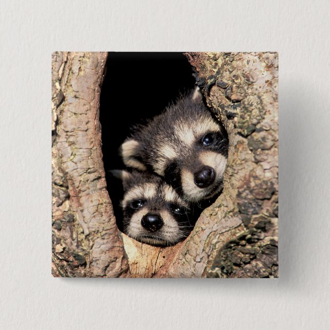 Baby Raccoons Peeking out of Tree Button (Front)