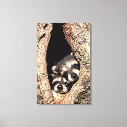 Baby Raccoons Peeking out of Tree Canvas Print