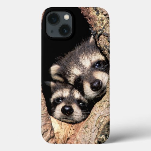 Baby Raccoons Peeking out of Tree iPhone 13 Case