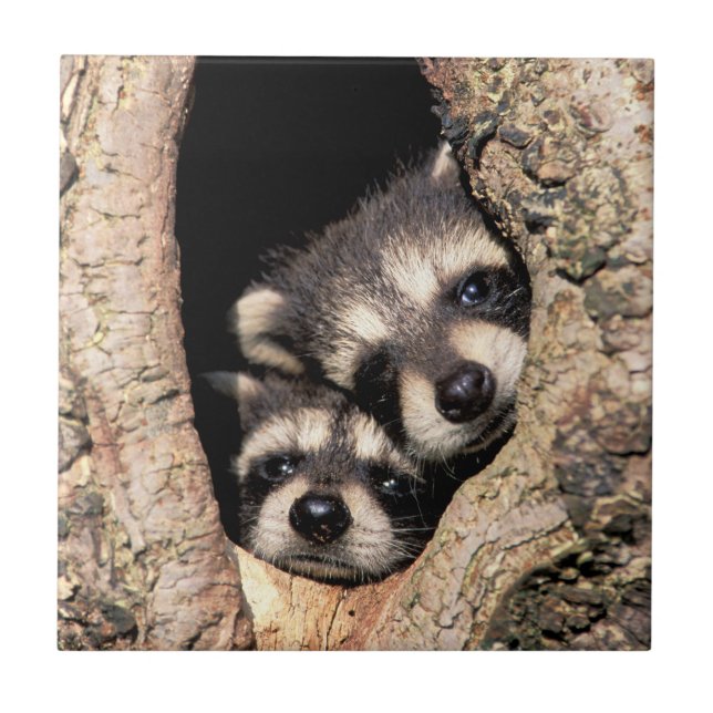 Baby Raccoons Peeking out of Tree Ceramic Tile (Front)
