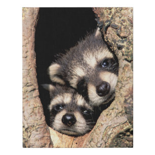 Baby Raccoons Peeking out of Tree Faux Canvas Print