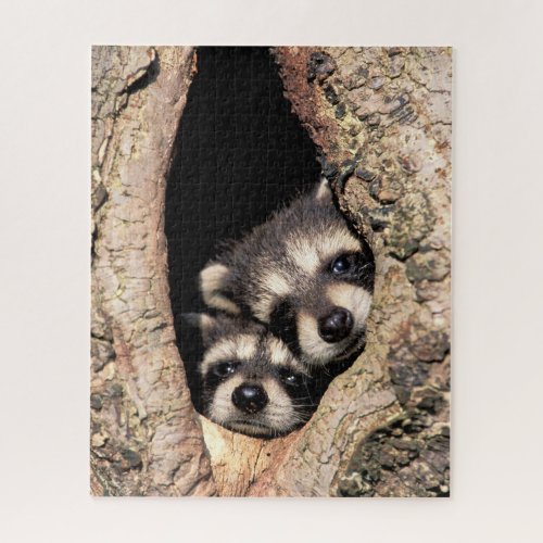 Baby Raccoons Peeking out of Tree Jigsaw Puzzle