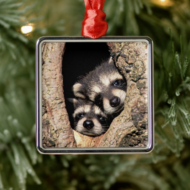 Baby Raccoons Peeking out of Tree Metal Ornament (Tree)