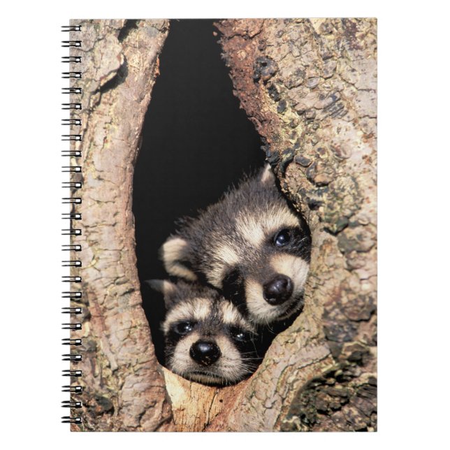 Baby Raccoons Peeking out of Tree Notebook (Front)