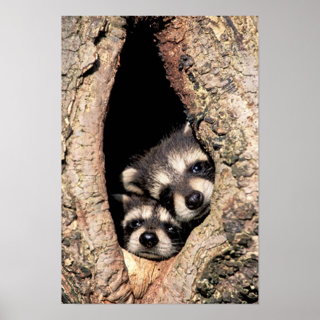 Baby Raccoons Peeking out of Tree Poster (Front)