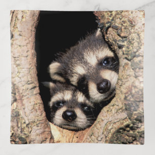 Baby Raccoons Peeking out of Tree Trinket Tray