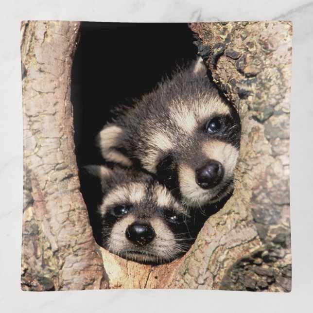 Baby Raccoons Peeking out of Tree Trinket Tray (Front)