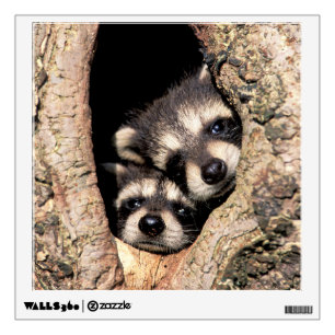 Baby Raccoons Peeking out of Tree Wall Decal