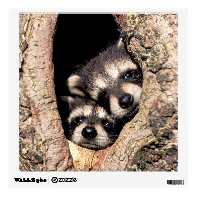 Baby Raccoons Peeking out of Tree Wall Decal (Front)