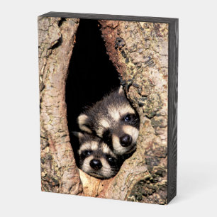 Baby Raccoons Peeking out of Tree Wooden Box Sign