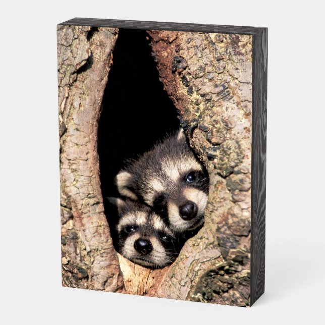 Baby Raccoons Peeking out of Tree Wooden Box Sign (Angled Vertical)