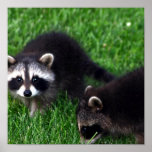 Baby Raccoons  Poster