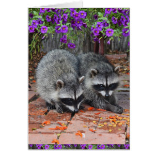 Baby Raccoons With Purple Flowers Cards