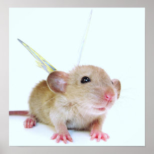 Baby Dumbo Rat Gifts On Zazzle