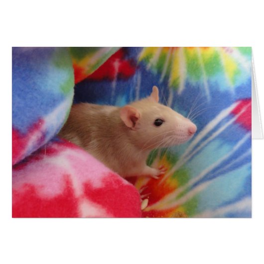 Baby Rat Cards (Front Horizontal)