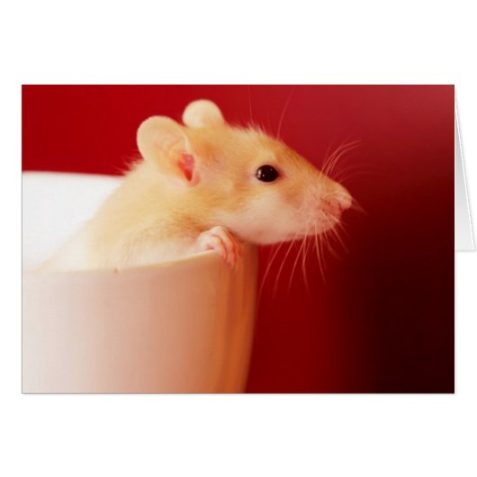 Baby Rat Cards (Front Horizontal)