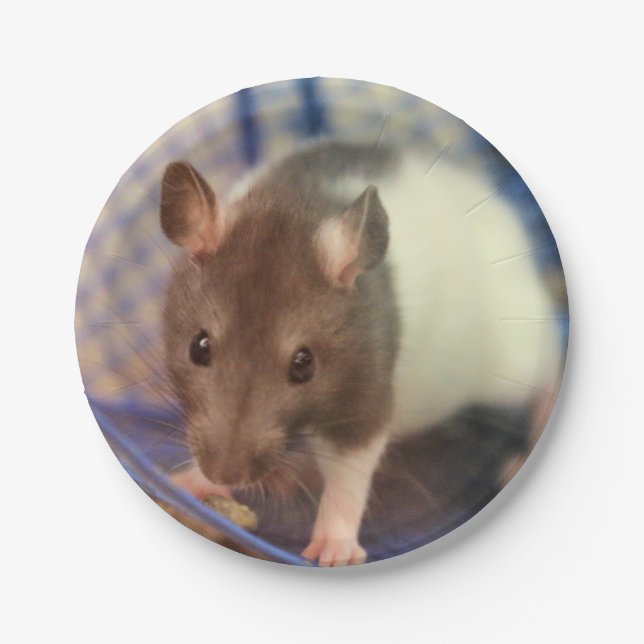 Baby rat paper plates (Front)