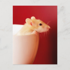 Baby Rat Postcard