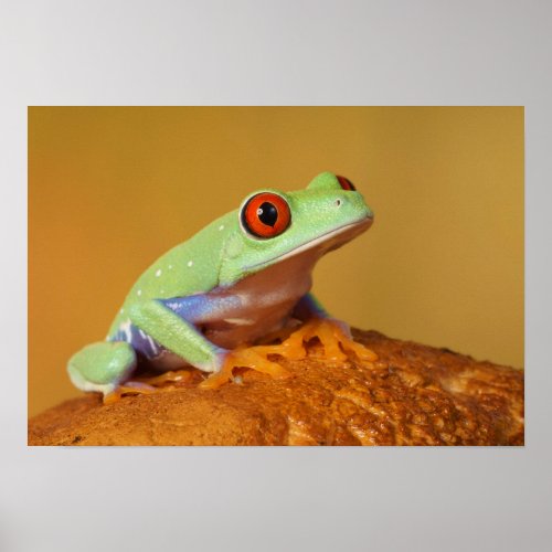 Baby red eyed tree frog poster