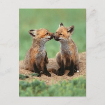 Baby Red Foxes Postcard by thecoveredbridge at Zazzle