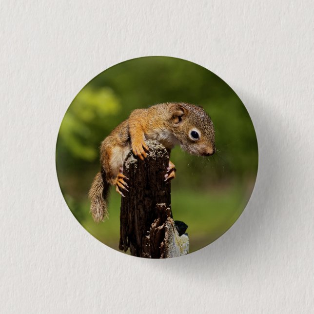 Baby Red Squirrel Button (Front)