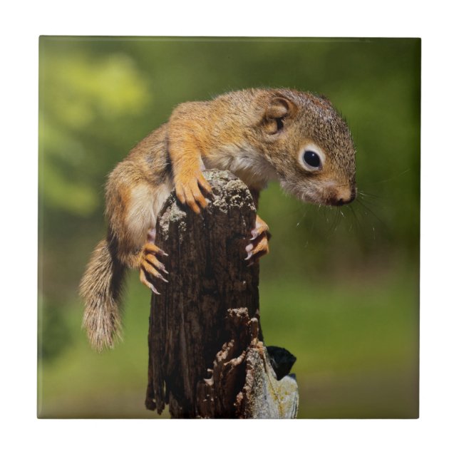 Baby Red Squirrel Ceramic Tile (Front)