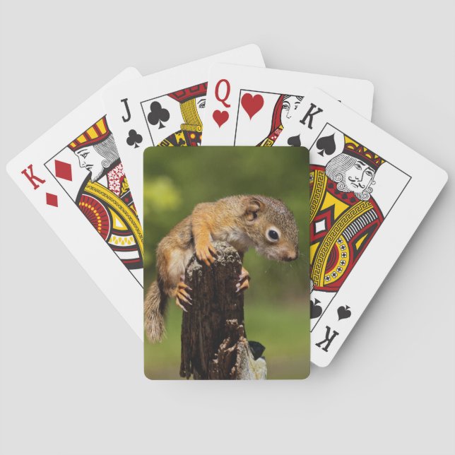 Baby Red Squirrel Poker Cards (Back)