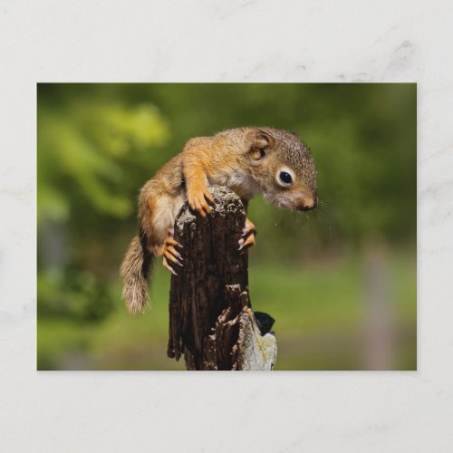 Baby Red Squirrel Postcard