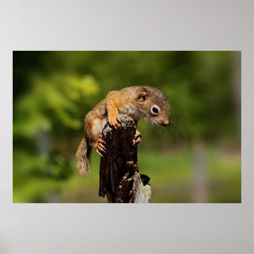 Baby Red Squirrel Poster