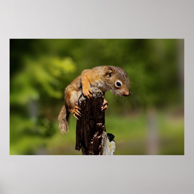 Baby Red Squirrel Poster (Front)