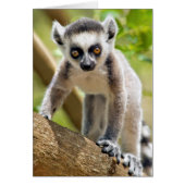 Baby ring-tailed lemur (Front)