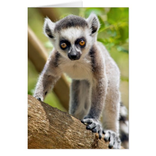 Baby ring-tailed lemur cards (Front)